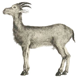 Louis Legrand, Le Bouquetin, Etching, 1771 For Sale