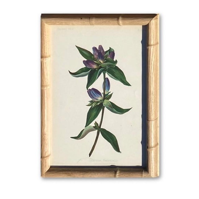 Framed Antique Chromolithographs Set of 7 From "Wild Flowers of America", Series II Volume Ii, L. Prang & Co., Boston (C. 1879) For Sale - Image 11 of 18