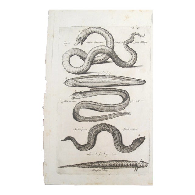 17th Century Italian Vintage Sea Serpent and Eel Book Page, Colored Steel Engraving For Sale