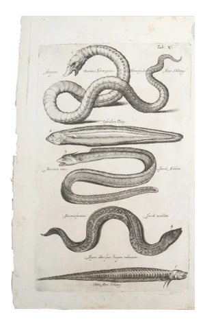 17th Century Italian Vintage Sea Serpent and Eel Book Page, Colored Steel Engraving