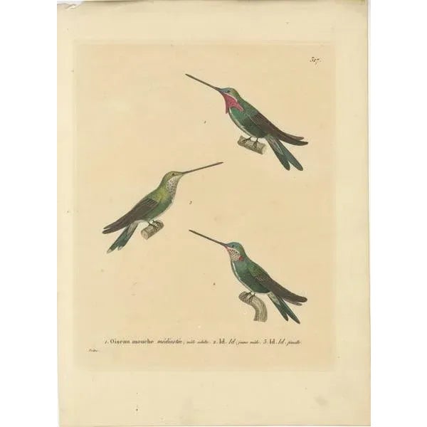 This 19th-century ornithological illustration showcases three different hummingbirds, each meticulously detailed and...