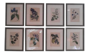 Late 19th Century Antique Botanicals Series - Set of 8