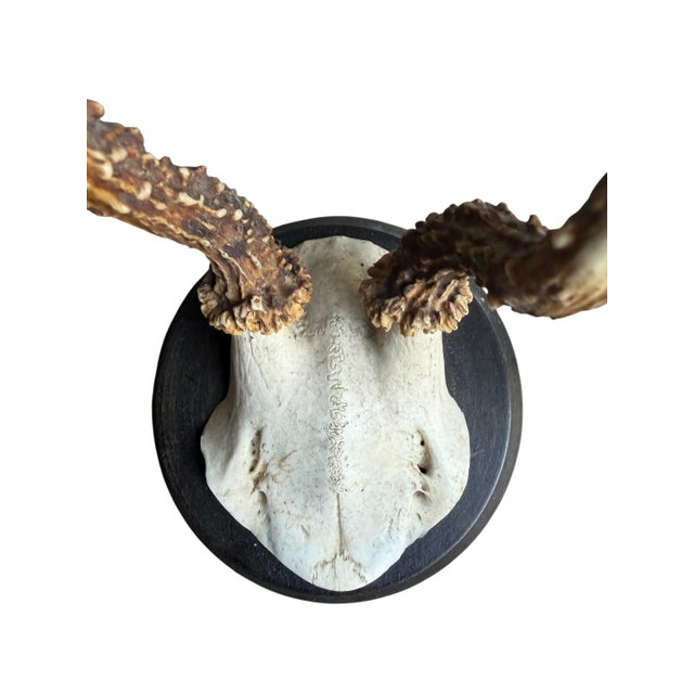 Roe Deer Trophy 209 Black Forest Antlers Mount For Sale - Image 4 of 5