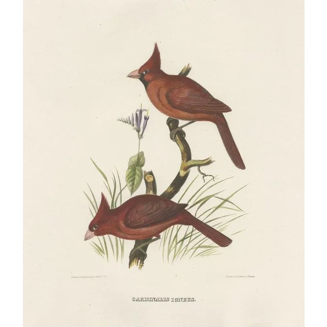 Large Hand-Colored Northern Cardinals from Northern America, 1869, Print For Sale - Image 3 of 6