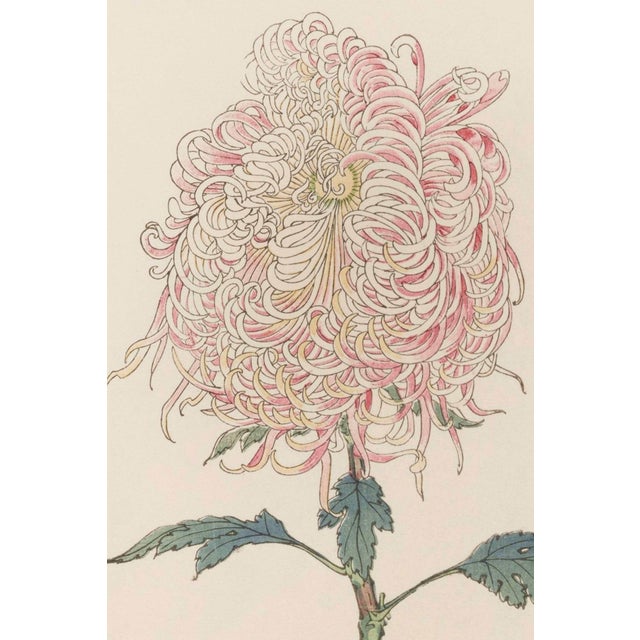 Discover a beautifully restored vintage Japanese botanical print diptych featuring two graceful spider chrysanthemums by...