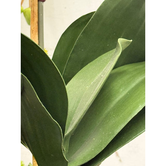 Winward Home Orchid in a Fishbowl For Sale In San Francisco - Image 6 of 12