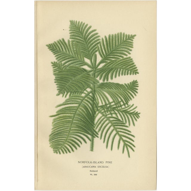 Edward Step, Orchids & Norfolk Pine, 1897, Prints, Set of 3 For Sale - Image 4 of 10