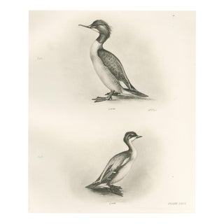 After Lilian Medland, The Goosander and Smew, 1908, Print For Sale