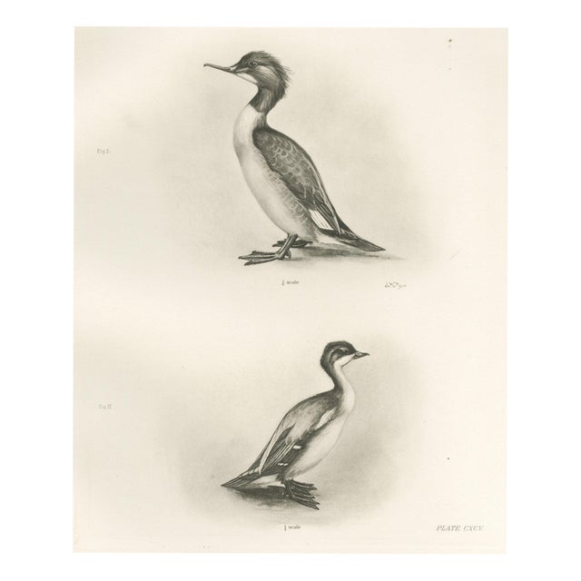 After Lilian Medland, The Goosander and Smew, 1908, Print For Sale