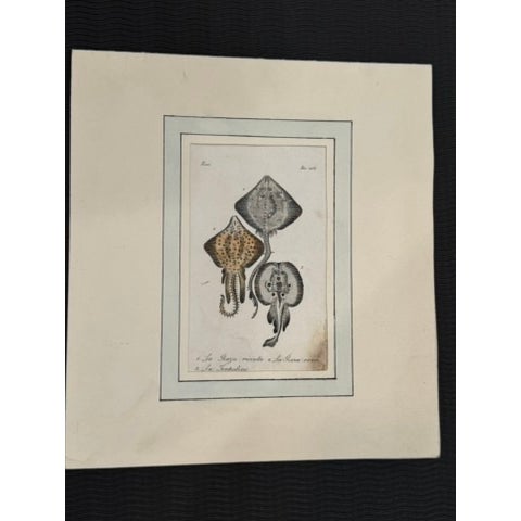 Nautical Lot of 3 Antique Italian Natural History Fish & Ray Engravings, Hand Colored, Matted For Sale - Image 3 of 14