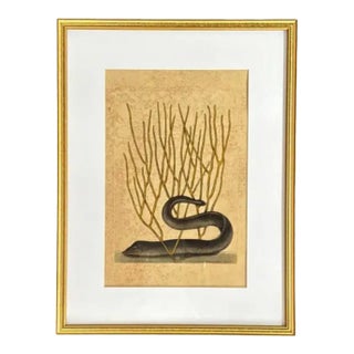 Mark Catesby Engraving, "Black Murrey" Moray Eel, Framed For Sale