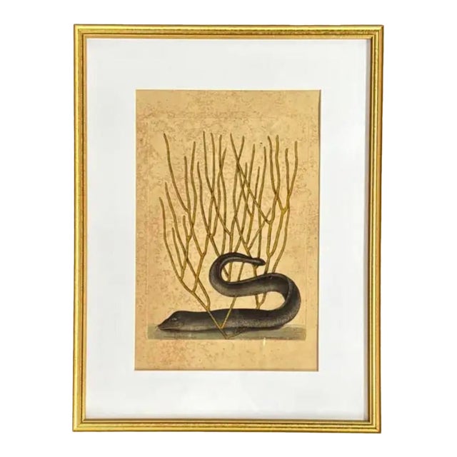 Mark Catesby Engraving, "Black Murrey" Moray Eel, Framed For Sale