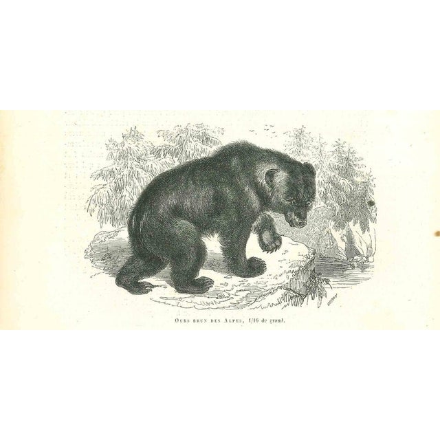 Alpine Bear is an original lithograph on ivory-colored paper realized by Paul Gervais (1816-1879). The artwork is from The...