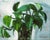 This oil on canvas artwork depicts a lush pothos plant, its vibrant green leaves contrasting beautifully against a soft,...