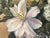 Nancy Paris Pruden "Golden Wedding" Contemporary Gold Leaf Naturalistic Floral Still Life Painting, 2020s For Sale - Image 12 of 12