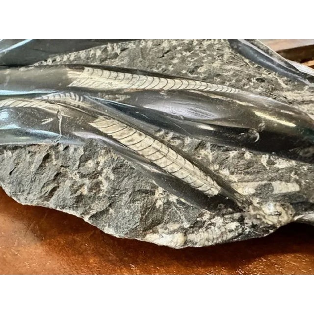 Plum Orthoceras Fossil, 1800s For Sale - Image 3 of 11