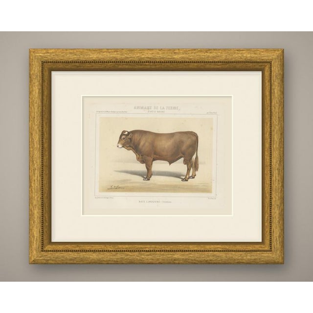 An original antique chromolithograph, printed in color, lettered "race limousine, taureau." and published in paris about...