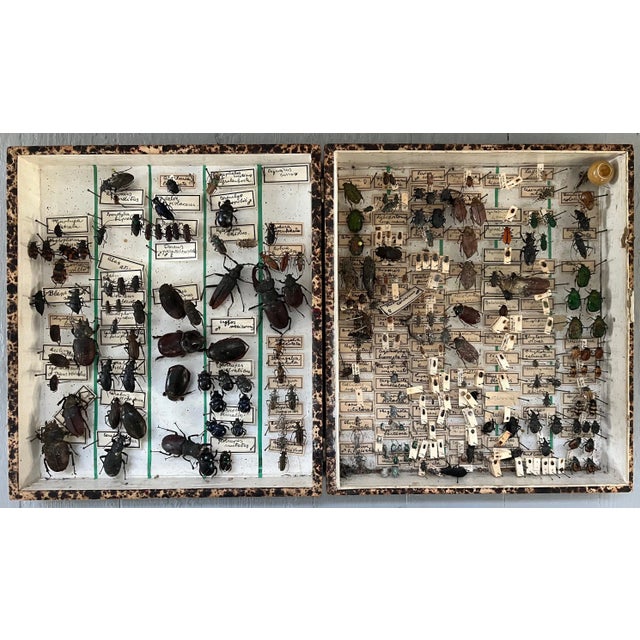Antique 19th Century Etymologist's Specimen Collection of Beetles Mounted in a Wood Box For Sale - Image 13 of 13