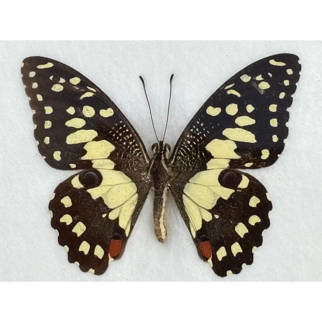 Mid 20th Century The Lime Butterfly - Beautiful and Immaculate Authentic Specimen in Gallery Frame For Sale - Image 4 of 5