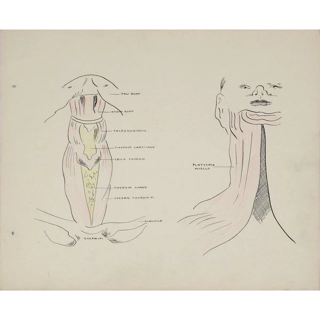 Academic Throat Study 1950s Mixed Media For Sale