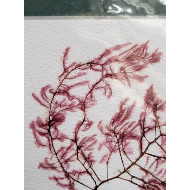Late 20th Century Matted Seaweed Giclée Prints Artist Signed - Set of 4 For Sale - Image 12 of 12
