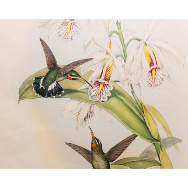 Set of 4 1946 John Gould Hummingbird Lithograph | Vintage Bird Print | i.b. Fischer Co. | 16 X 20 | Botanical Wall Art For Sale - Image 11 of 17