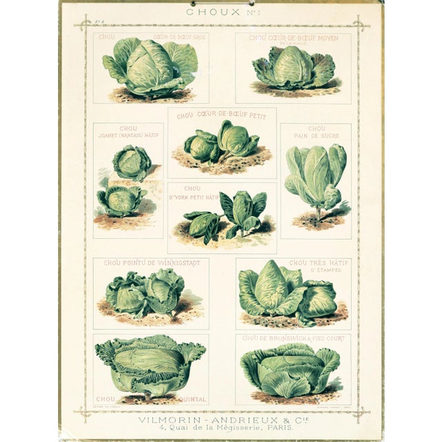 1920's French Botanical Cardboard - Choux N.1 (Cabbage) For Sale - Image 4 of 4