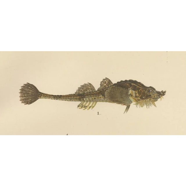 Armored Bullhead, 1895, Paper For Sale - Image 3 of 10