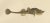 Armored Bullhead, 1895, Paper For Sale - Image 3 of 10