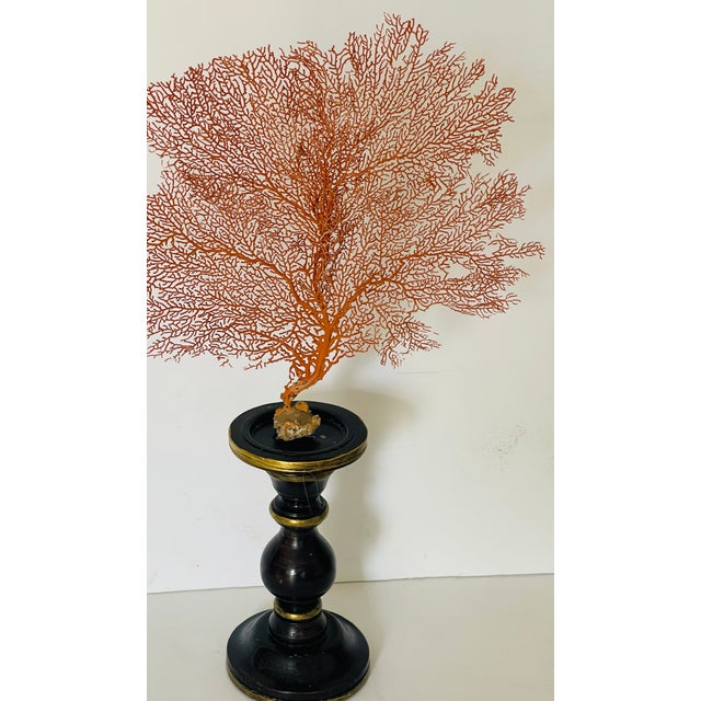 Gorgeous pair of sea fans with sea shells on wooden stands.
