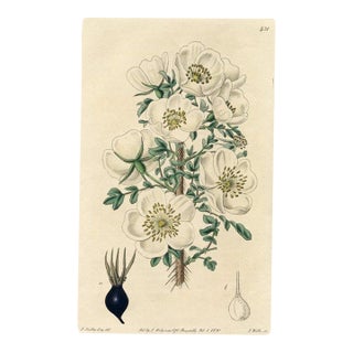 Scotch Rose Print, Antique Botanical Print, Hand-Colored Engraving, 1820, England For Sale