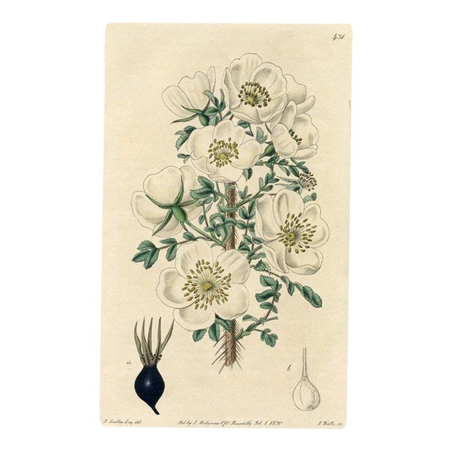 Scotch Rose Print, Antique Botanical Print, Hand-Colored Engraving, 1820, England For Sale