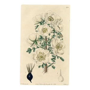 Scotch Rose Print, Antique Botanical Print, Hand-Colored Engraving, 1820, England
