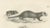C.C. G. Zool., A Skunk and European Otter, 1836, Lithograph For Sale - Image 7 of 10