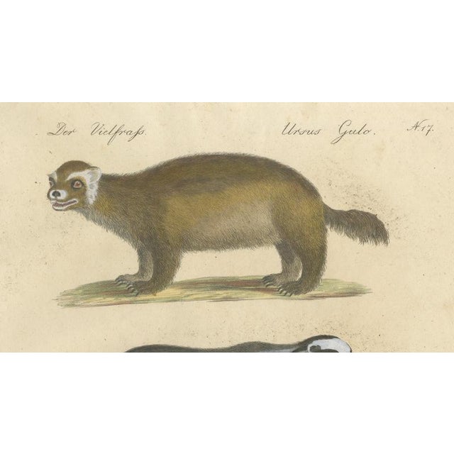 Early 19th Century Brodtmann, Raccoon, Honey Badger & Wolverine, Lithograph, 1816 For Sale - Image 5 of 10