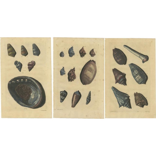François Valentyn, Sea Shells and Molluscs, 1726, Set of 3 For Sale - Image 6 of 6