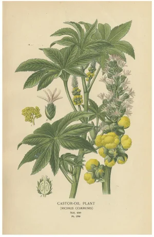 Castor-Oil Plant, 1897, Paper
