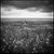 Not Yet Made - Made To Order Paul Cooklin, Rapeseed, Happisburgh I, Norfolk, Edition of 50 For Sale - Image 5 of 5