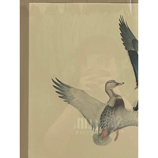 Vintage Framed Waterfowl Bird Print of Flying Ducks, Wildlife Wall Art For Sale - Image 4 of 10