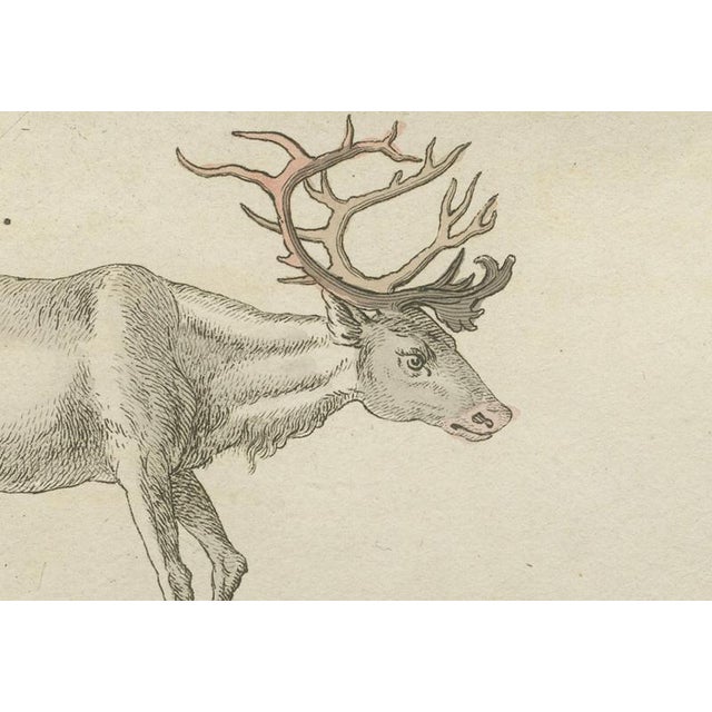 Bertuch, Reindeer & Northern Deer, 1792, Engraving For Sale - Image 3 of 10