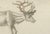 Bertuch, Reindeer & Northern Deer, 1792, Engraving For Sale - Image 3 of 10