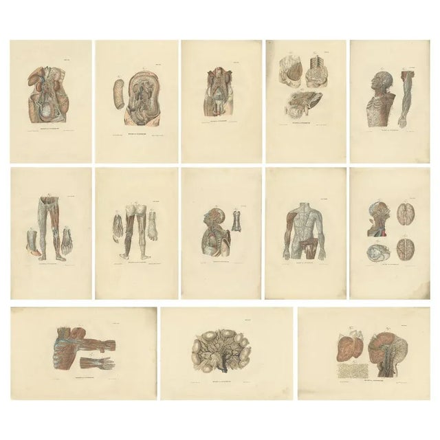 Anatomy Illustrations of Vessels and the Lymphatic System, 1839, Prints, Set of 13 For Sale - Image 15 of 15
