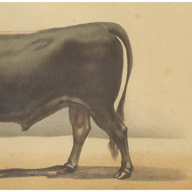 Olivier De Penne, Schwyz Bull, Swiss Brown Cattle, 1863, Chromolithograph For Sale - Image 6 of 9