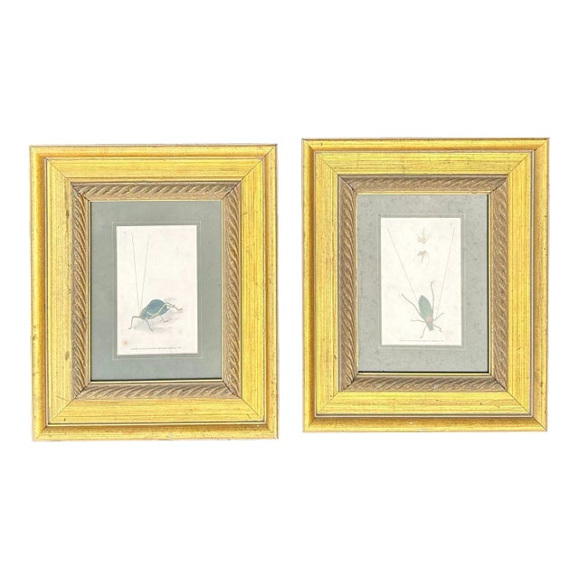 Vintage Grasshopper Illustrations, Framed in Ornate Gold Frames For Sale