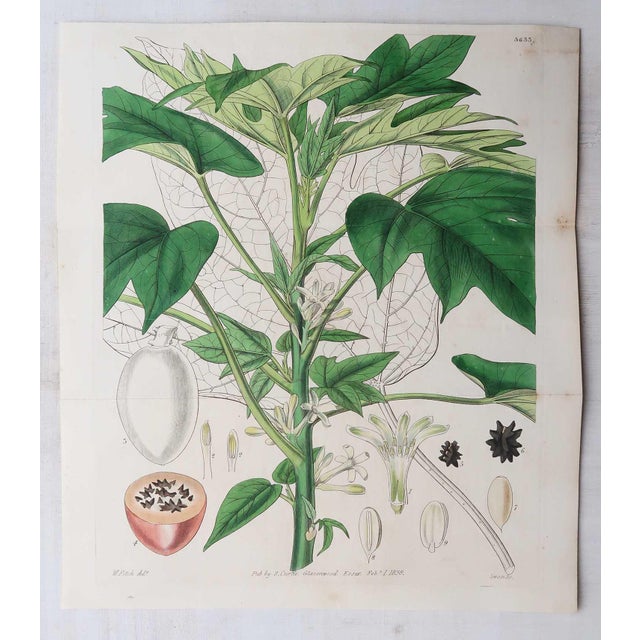 William Fitch, Botanical Prints Curtis. 1838, Paper For Sale - Image 3 of 10