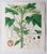 William Fitch, Botanical Prints Curtis. 1838, Paper For Sale - Image 3 of 10