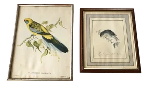 Nature Illustrations of Birds of the Species Sylvia leachée Née and Parus De Lyemen, 1950s, Set of 2