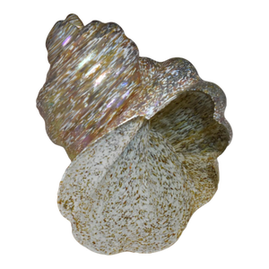1970s Gorgeous Vintage Art Glass Sea Shell Paperweight by Michael Cohn Stone Studios Iridescent
