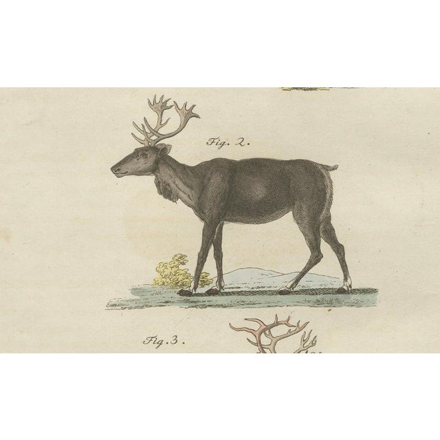 Bertuch, Reindeer & Northern Deer, 1792, Engraving For Sale - Image 6 of 10