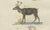 Bertuch, Reindeer & Northern Deer, 1792, Engraving For Sale - Image 6 of 10